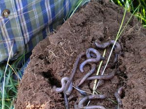 Earthworms in soil after vermicast application